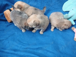 Zücker süße Pomchi welpen suchen Traumschloss