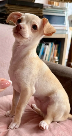 Mini Toy Terrier Bild 4