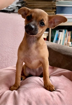 Mini Toy Terrier