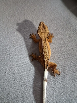 Correlophus ciliatus Kronengecko 0.0.1 Pet only 