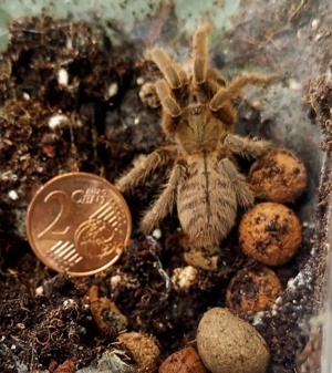 Cyriopagopus lividus ex Haplopelma lividum 2cm KL