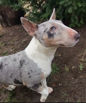Miniatur Bullterrier 