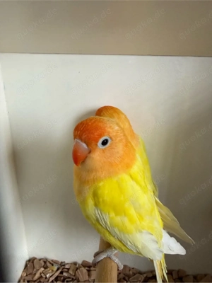 Pfirsichköpfchen Cremino Opalin 