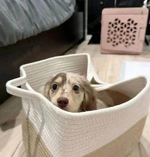 Die kleine Bella, 12 Wochen alt, weiblich, ist bereit für ein liebevolles Zuhause für immer.      Sc