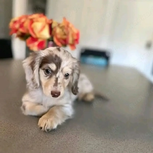 Die kleine Bella, 12 Wochen alt, weiblich, ist bereit für ein liebevolles Zuhause für immer.      Sc