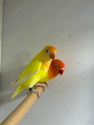 Pfirsichköpfchen Cremino Opalin