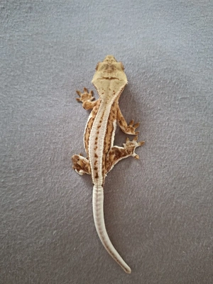 Correlophus ciliatus Lilly White Kronengecko 0.0.1  Pet only 