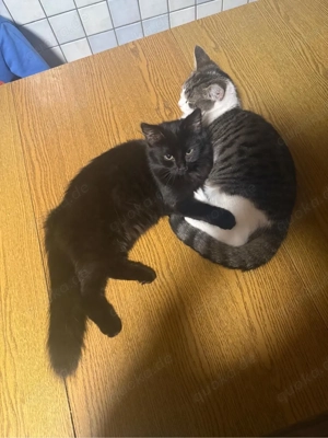 2 bkh mix kätzchen zu verkaufen 