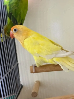 Pfirsichköpfchen Creme Opalin