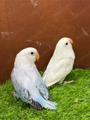 Pfirsichköpfchen Opalin 