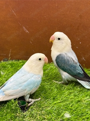 Pfirsichlöpfchen Opalin Dilute