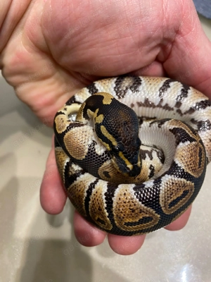 Yellow Belly Königspython aus 25