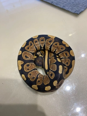 Yellow Belly Königspython