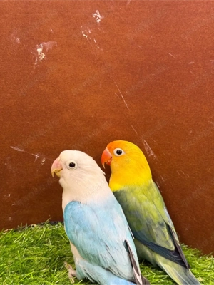 Pfirsichköpfchen YF Opalin