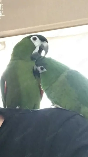 Papagei Hahns Zwegara Diopsittaca nobilis