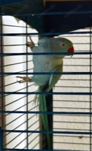 halsbandsittische Balu