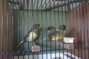 Gloster Consort Hähne