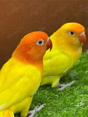 Pfirsichköpfchen Creme + Opalin Lutiono