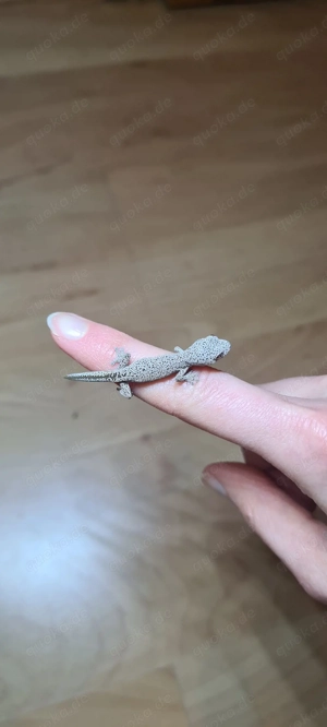 0.0.1 Strophurus taenicauda 