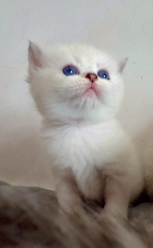 bkh kitten , brittisch kurz haare . kätzchen