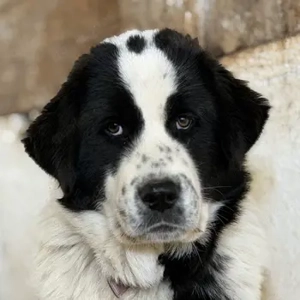 Lotta, geb. ca. 06 2025, lebt in GRIECHENLAND, auf einer privaten Pflegestelle