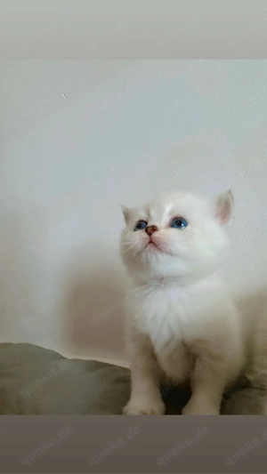 bkh kitten ,   RESERVIERT   brittisch kurz haare . kätzchen Bild 4