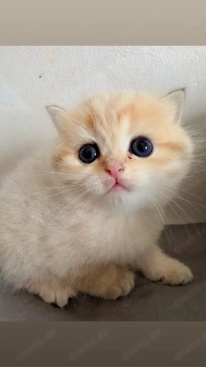 bkh kitten ,   RESERVIERT   brittisch kurz haare . kätzchen Bild 5