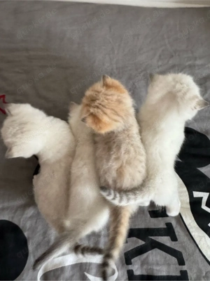 bkh kitten ,   RESERVIERT   brittisch kurz haare . kätzchen Bild 3