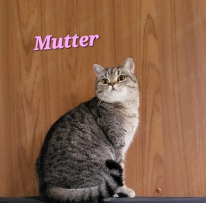 bkh kitten reinrassig  Bild 3