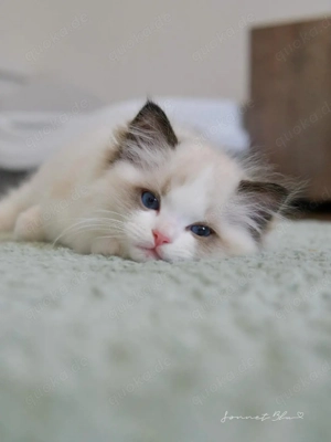    Wir entführen Sie in die bezaubernde Welt der Ragdolls!       Hier finden Sie flauschige, verschm