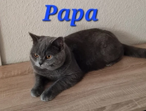 bkh kitten reinrassig 