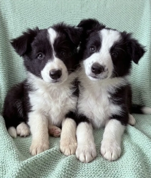 Border Collie-Welpe Junge