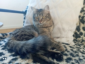 Katze BKH mix Perser