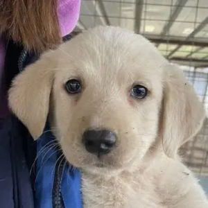 Gracie, geb. ca. 11 2025, lebt in GRIECHENLAND, auf einer privaten Pflegestelle