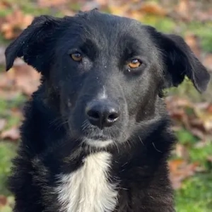 Glorietta, geb. ca. 07 2025, lebt in GRIECHENLAND, im städt. Tierheim Serres