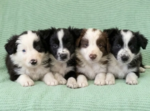 Border Collie Welpe weiblich