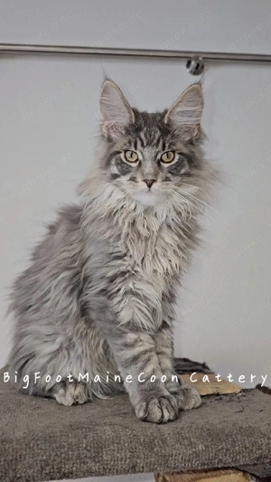 reinrassiger blau tabby Maine Coon Kater geimpft gechipt 