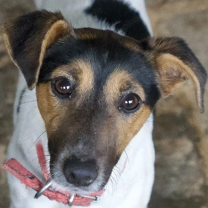 Möök, geb. ca. 04 2025, lebt in GRIECHENLAND, auf einer privaten Pflegestelle