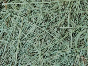 Heu, grünes, zartes, aromatisches Kleintierheu, schmeckt wie frisch geerntet