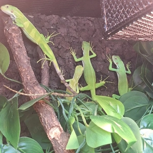 Abzugeben: 2.2 Fidschileguane ( Brachylophus fasciatus)