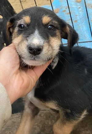 Kunigunde, geb. ca. 09 2025, lebt in GRIECHENLAND, auf einer privaten Pflegestelle Bild 4