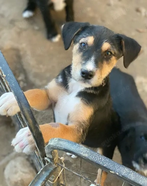 Kunigunde, geb. ca. 09 2025, lebt in GRIECHENLAND, auf einer privaten Pflegestelle Bild 2