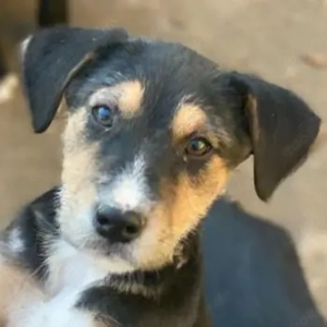 Kunigunde, geb. ca. 09 2025, lebt in GRIECHENLAND, auf einer privaten Pflegestelle