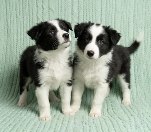 Border Collie Welpe weiblich