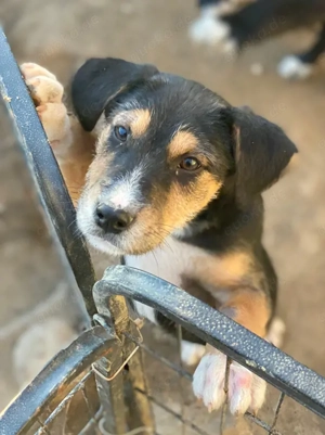 Kunigunde, geb. ca. 09 2025, lebt in GRIECHENLAND, auf einer privaten Pflegestelle Bild 5