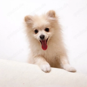 Unser Zwerg spitz sucht ein neues zuhause  