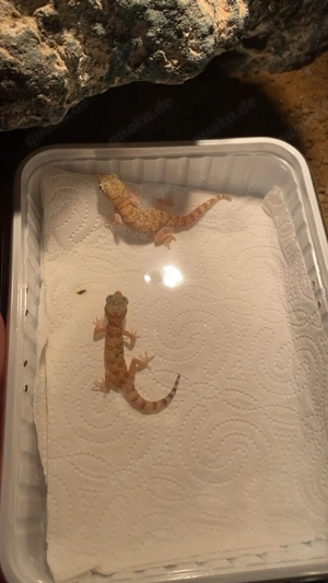 Dünnfingergecko 