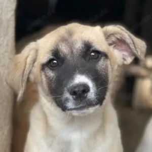 Mira, geb. ca. 12 2025, lebt in GRIECHENLAND, im städt. Tierheim Serres