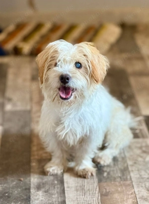 Blinde Kim sucht Gnadenplatz