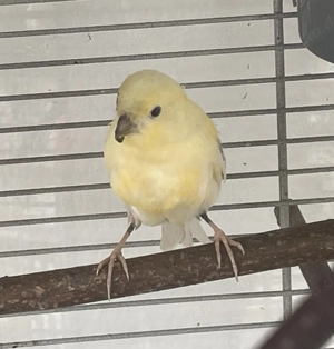 Kanarienvögel abzugeben vier 9 Monate und drei zwei Monat alt